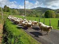 De schapen gaan naar de zomerweide