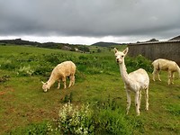 Lama's bij Orena