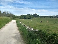 Een stille, landelijke wandeling vandaag