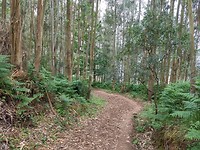Eucalyptus bos