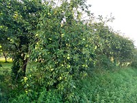 Volop rijp fruit