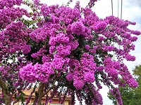 Prachtige bougainville