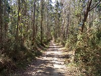 Afdalen door eucalyptusbos