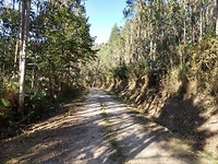 Klimmen door eucalyptusbos