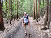 Eucalyptus bos, bijna in Pedrouzo