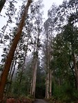 Nog steeds eucalyptusbos