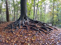 Mooie boom in Staelduinse bos