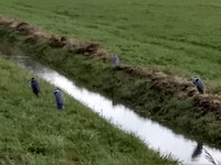 Veel reigers
