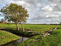 Kerkepad met plankbruggetjes naar Maasland