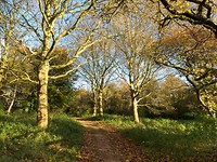 Bosachtig park aan de rand van Spijkenisse