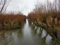 Knotwilgen plantage