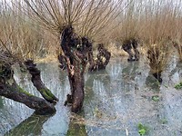 Water knotwilgen