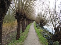 Weer een knotwilgen pad