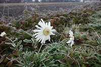 Dappere winterbloem