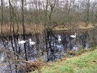 jonge zwanen