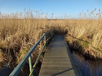 Rietland van de Zouweboezem