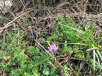 Lente in het Friesche Veen