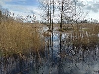 Het Friesche Veen