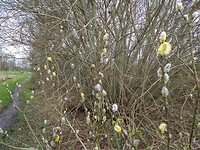 Lente bij het Paterswoldse meer