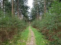 wandeling vanuit Hoogersmilde in het Drents-Friese Wold