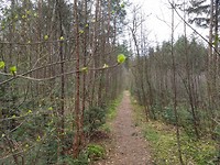 prachtige lenteknoppen