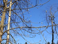 grote knoppen in de kastanje