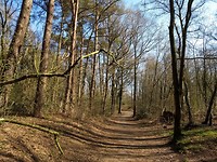 Stukje bos bij Drouwenerzand