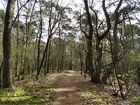 het is stil, maar mooi in het bos