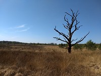 Schoonloër veld