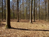 staand hout
