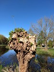 uitlopende knotwilg