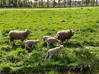 lente