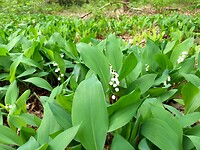 lelietje-van-dalen