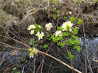 azalea