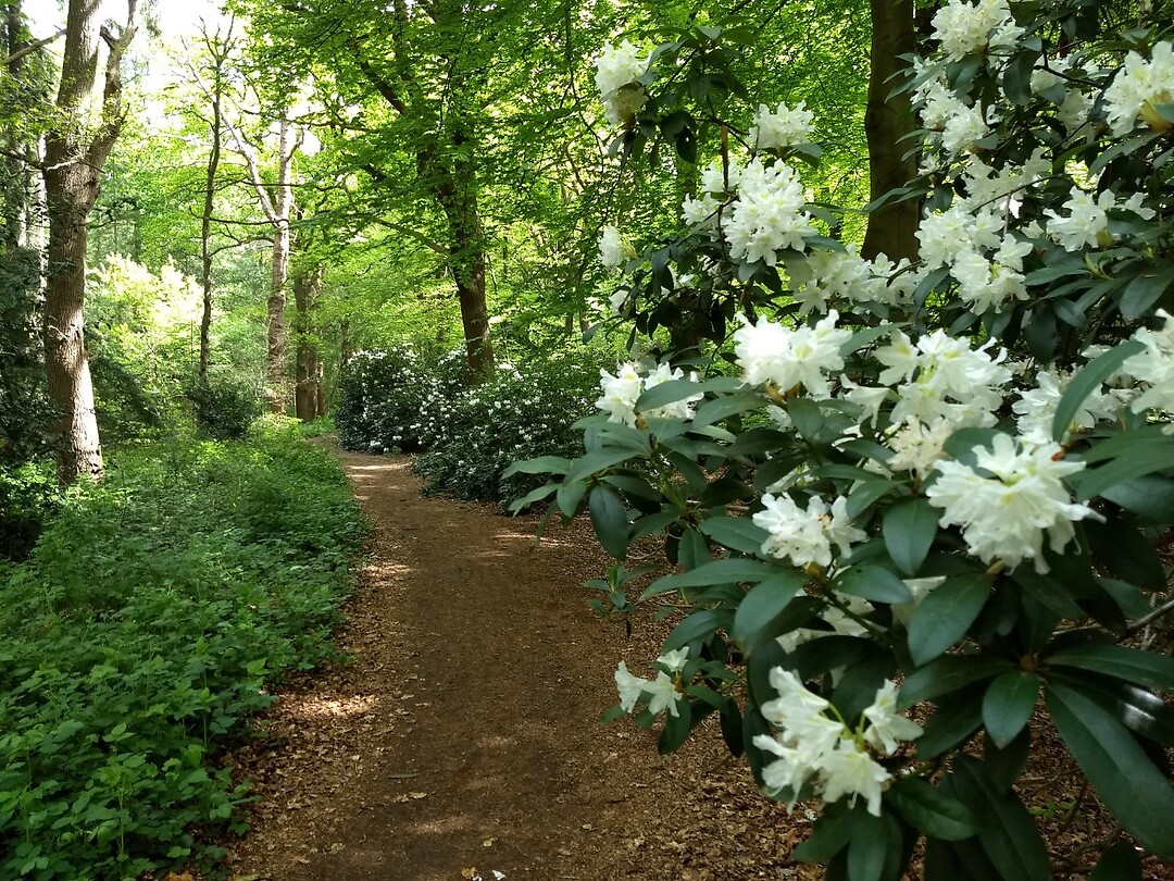 rododendron