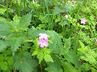 wilde geranium