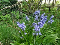 wilde hyacinth