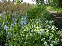 Friesche veen 2