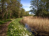 Friesche veen 1