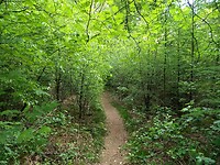 Een stukje Drenthepad in het Valtherbos