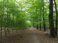Mooi lichtgroen Valtherbos