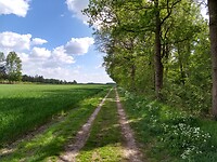Langs de bosrand bij Klijndijk