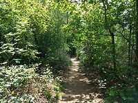 Af en toe een smal pad in Valtherbos