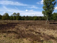 Een stukje hei in het Valtherbos