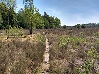 Staphorster heide