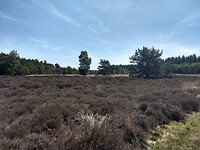 Staphorster heide 2
