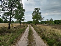 nu nog gras