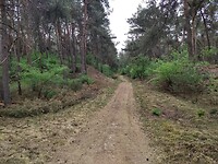terug in het bos, loopt iets makkelijker