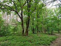op weg naar het Speulderbos