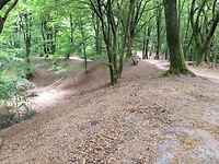 stuifduinen in het bos